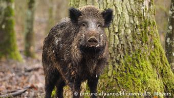 Кабаны разнесли африканкую чуму свиней по всей Восточной Европе