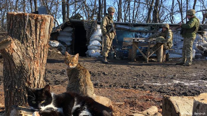 Кошки на территории солдатского лагеря