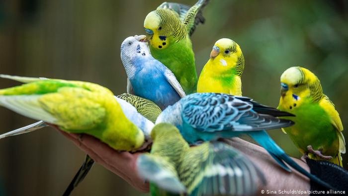 Волнистые попугайчики. Парк птиц Вальсроде, Германия 