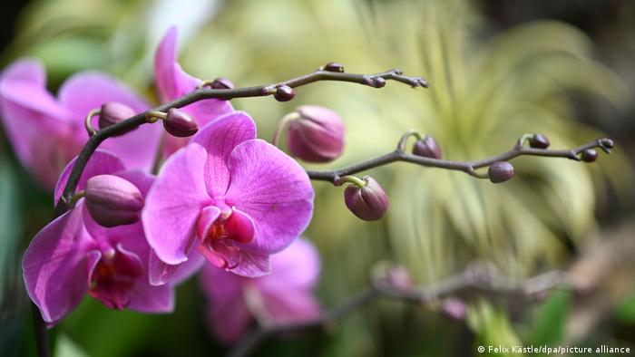 Орхидеи на острове Майнау
