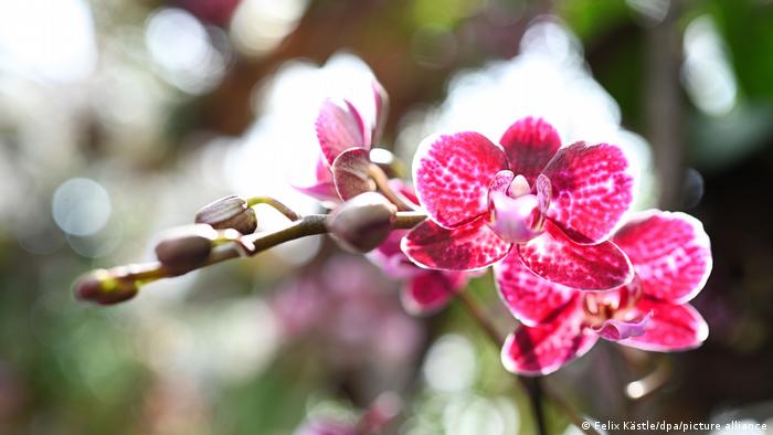 Орхидеи на острове Майнау.