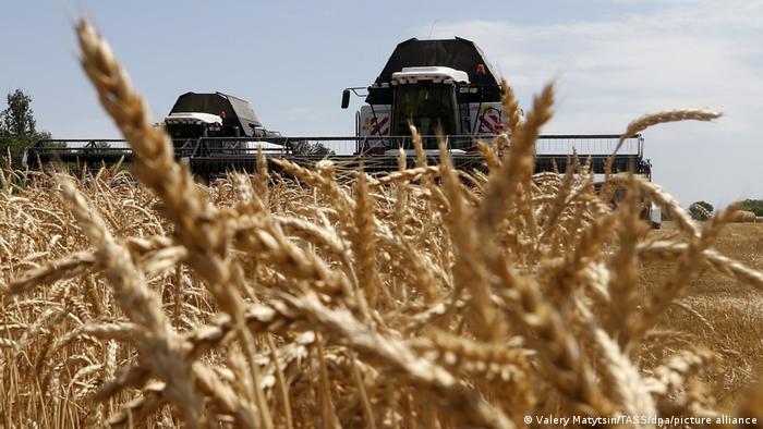 Сбор урожая пшеницы в Ростовской области 