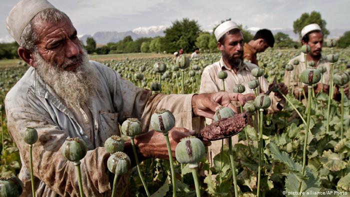 Афганские крестьяне на поле, где растет опийный мак