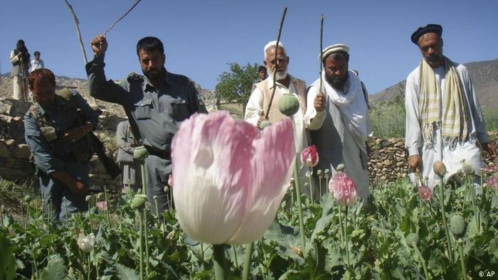 Афганские крестьяне на полях, где растет опийный мак