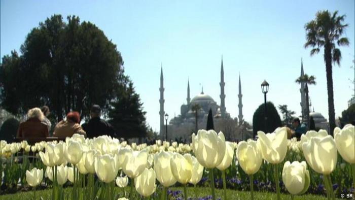 Тюльпаны в Стамбуле