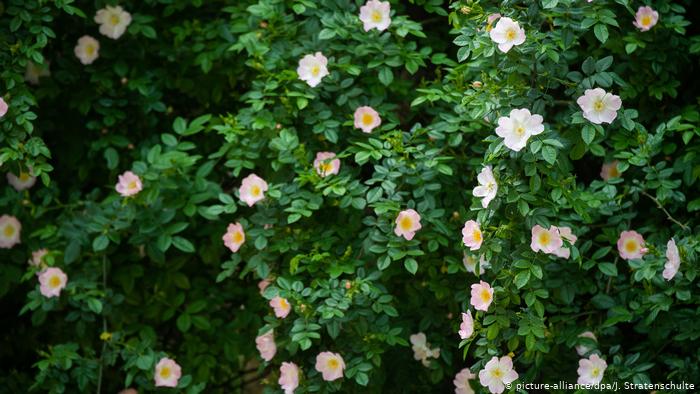 1000-летняя роза в Хильдесхайме 