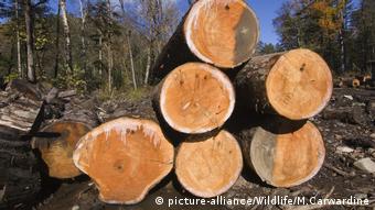 Нелегальная вырубка леса в России