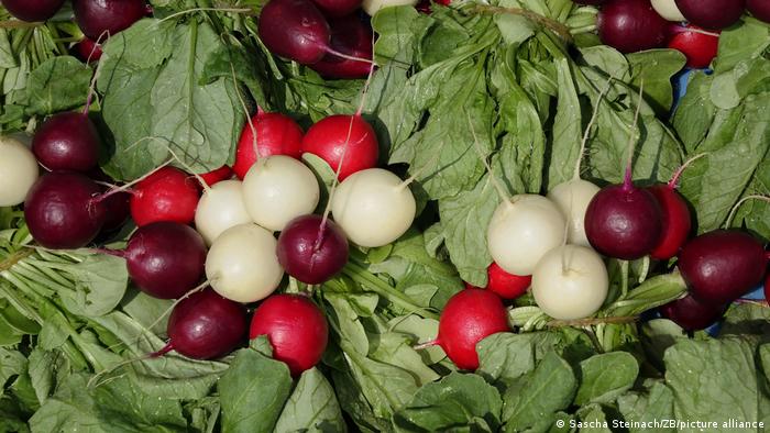 Весенние овощи в Германии: редиска 