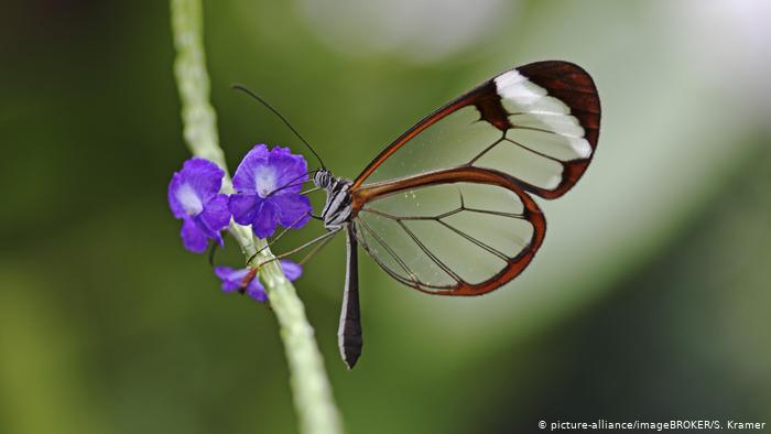 Бабочка из семейства стеклянниц на острове Майнау