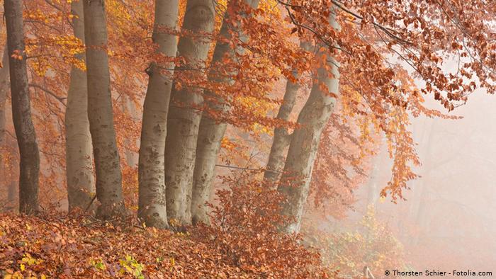 Осенний буковый лес