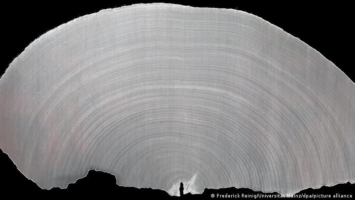 Рентгеновский снимок фрагмента обгоревшего дерева, найденного на дне озера 