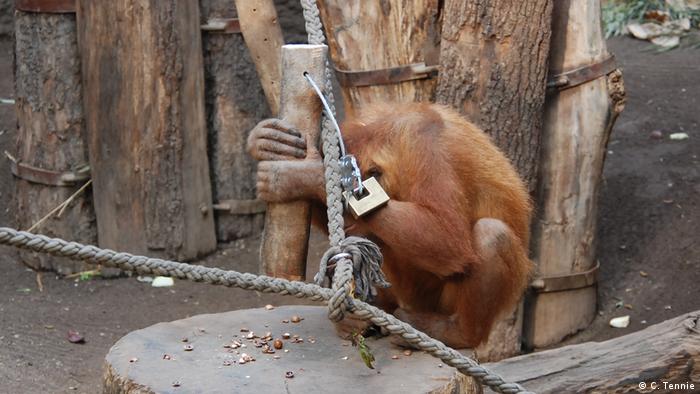Участник эксперимента в зоопарке Лейпцига раскалывает орехи с помощью деревянного бруска