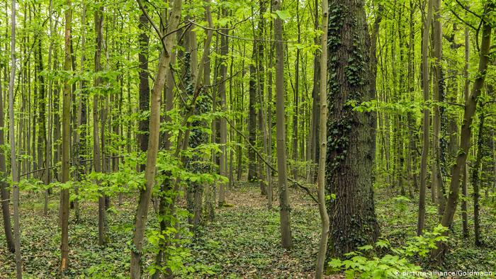 Немецкие поговорки о лесе