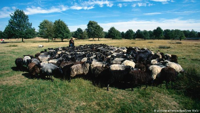 Овцы в Люнебургской пустоши