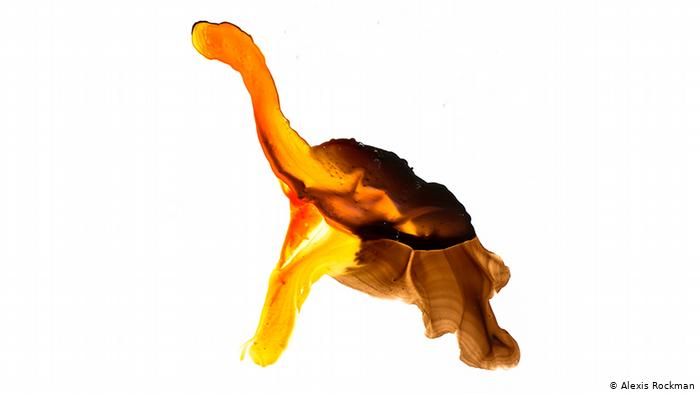Гигантская фернандинская черепаха