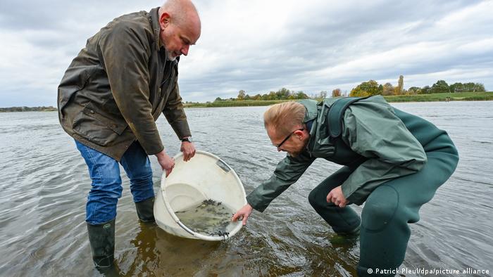 Немецкие ученые выпускают в воды реки Одер мальков балтийского осетра