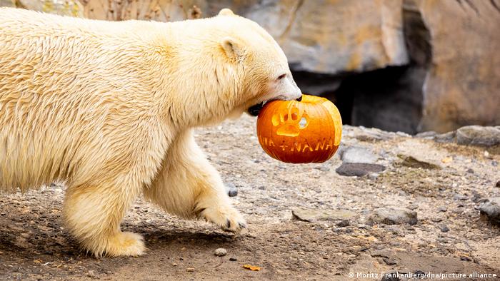 Как отмечают Хэллоуин в немецких зоопарках