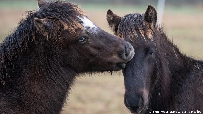 Исландские лошади в Таунусе, Германия