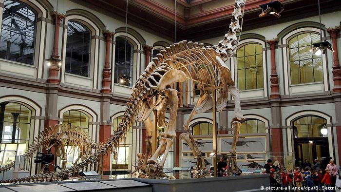 Скелет брахиозавра в берлинском Музее естествознания