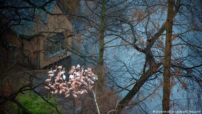Фламинго в Берлинском зоопарке