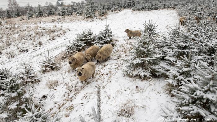 Овцы на елочной плантации