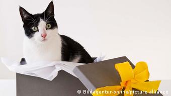 Кот в подарочной коробке