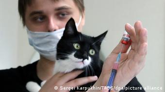 У большинства кошек коронавирус протекает без симптомов