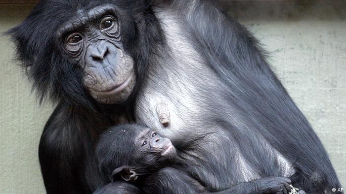 Карликовые шимпанзе (бонобо) в Вуппертальском зоопарке