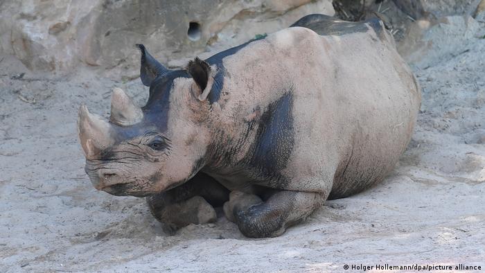 Носорог Кито в Ганноверском зоопарке (2018 год)