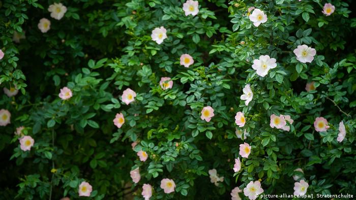 1000-летняя роза в Хильдесхайме 