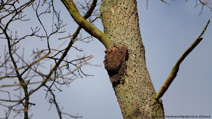 Гнездо гусениц дубового шелкопряда
