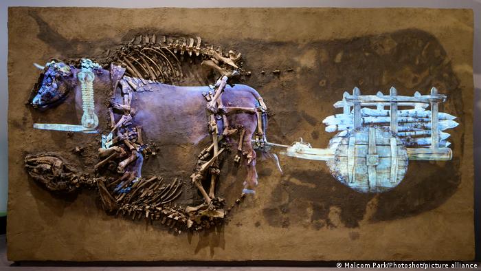 Кости коров и быков из Саксонии-Анхальт на выставке Мир Стоунхенджа в Британском музее