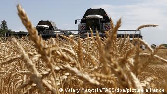 Сбор урожая пшеницы в Ростовской области России в 2020 году