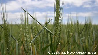 Колосья пшеницы а поле под Одессой