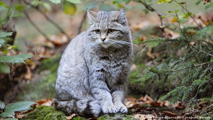 Лесная кошка в Баварском лесу