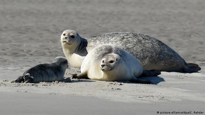 Тюлени на острове Пельворм