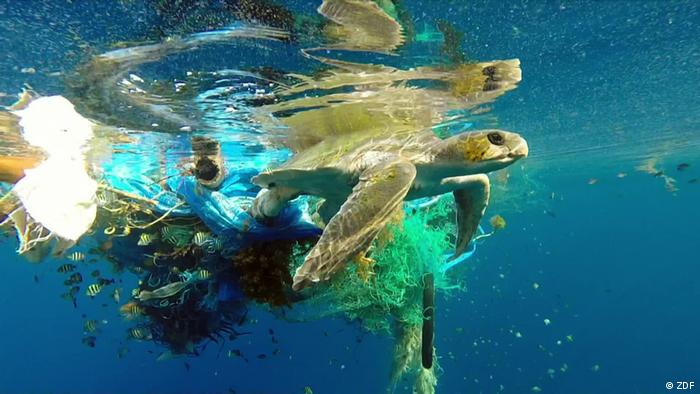 Морская черепаха окутана пластиковым мусором