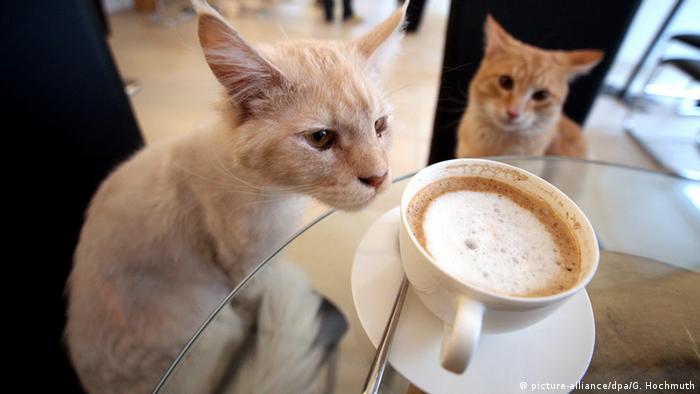Кошка с чашкой кофе