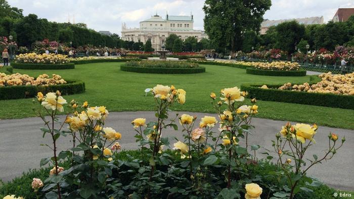 Розы в парке Volksgarten