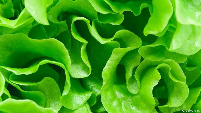 Коварная зелень - бактерии на салате