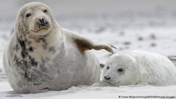 Длинномордые тюлени, Гельголанд